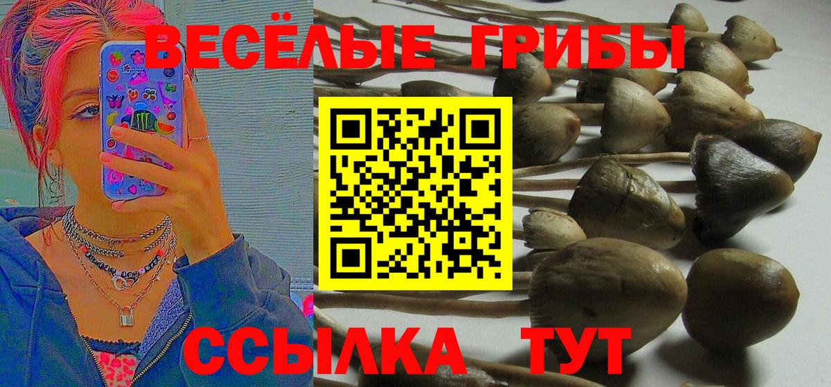 что такое   Псилоцибиновые грибы Psilocybe  Вход с VPN  Дербент 